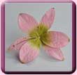 Paper Lily Hair Pin
