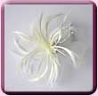 Ivory Feather Windmill Fascinator