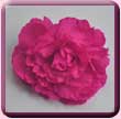 Hot Pink Frilly Rose Fascinator