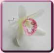 Pointed Orchid Hair Pin